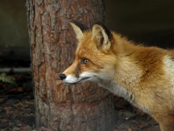 Der Rotfuchs — Stockfoto