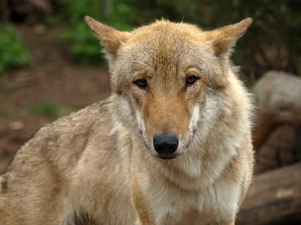 Il lupo grigio (canis lupus ) — Foto Stock
