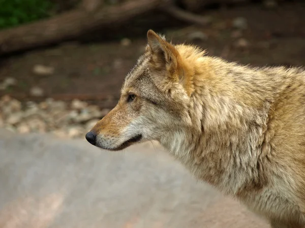 Wilk szary (canis lupus) — Zdjęcie stockowe