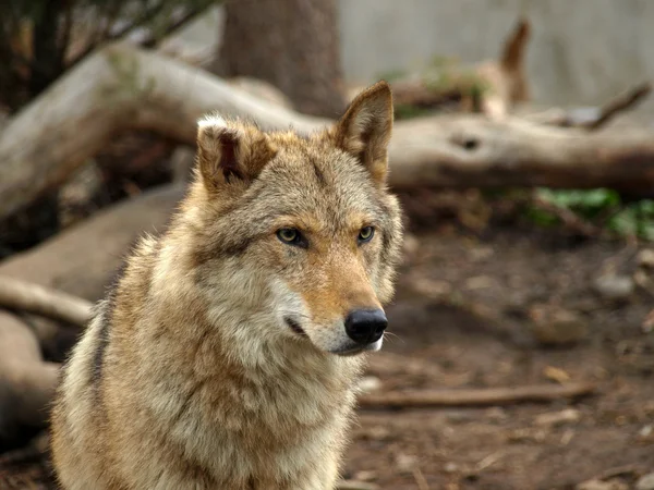 El lobo gris (canis lupus ) —  Fotos de Stock