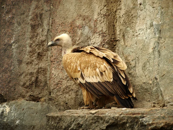 European griffon vulture (Gyps fulvus) — Stock Photo, Image