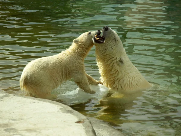 Mother polar bear (Ursus maritimus) and baby polar bear playing in water