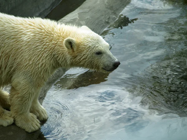 Eisbärin (ursus maritimus)) — Stockfoto