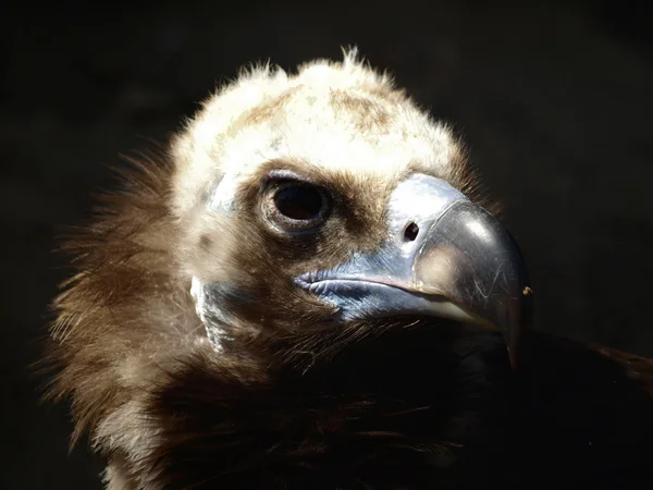L'avvoltoio cinereo (Aegypius monachus) da vicino — Foto Stock