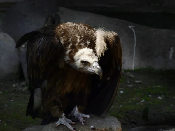 The cinereous vulture (Aegypius monachus) — Stock Photo, Image