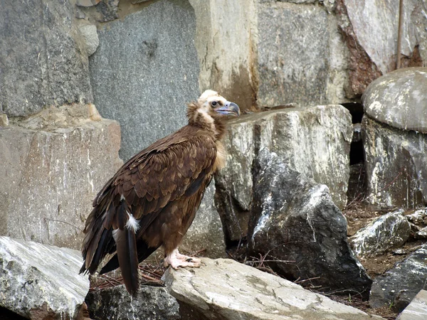 L'avvoltoio grifone (Gyps fulvus ) — Foto Stock