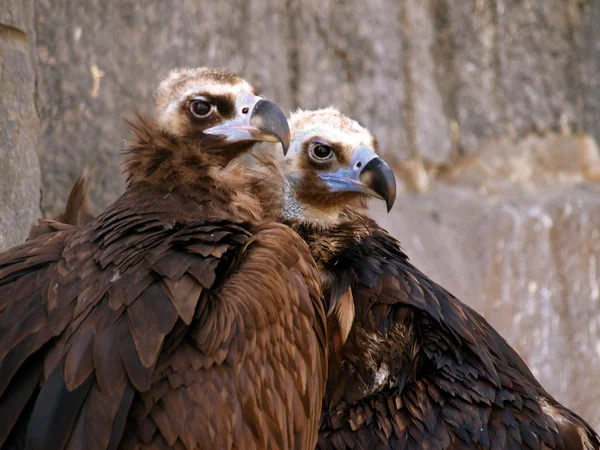 Un paio di avvoltoi cinereosi (Aegypius monachus ) — Foto Stock