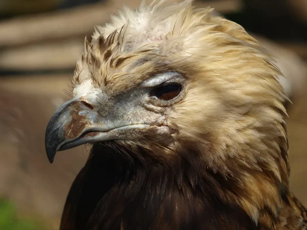 The eastern imperial eagle (Aquila heliaca) dishevelled head close up — Stock Photo, Image