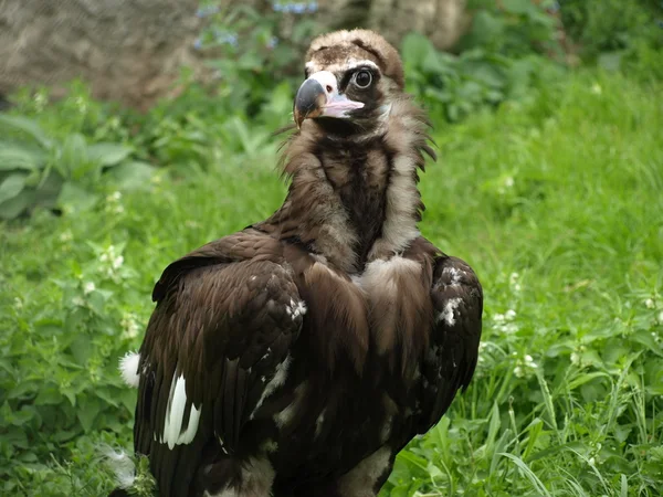 Un avvoltoio cinereo (Aegypius monachus ) — Foto Stock