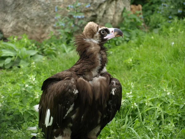 Un avvoltoio cinereo (Aegypius monachus ) — Foto Stock