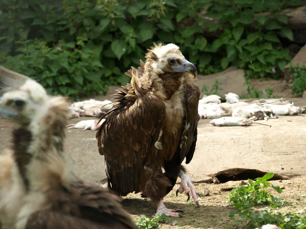 Un vautour cendré (Aegypius monachus ) — Photo