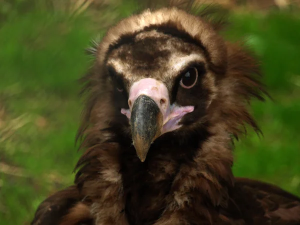 Beberapa burung pemakan bangkai (Aegypius monachus ) — Stok Foto