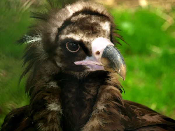 The cinereous vulture (Aegypius monachus) — Stock Photo, Image