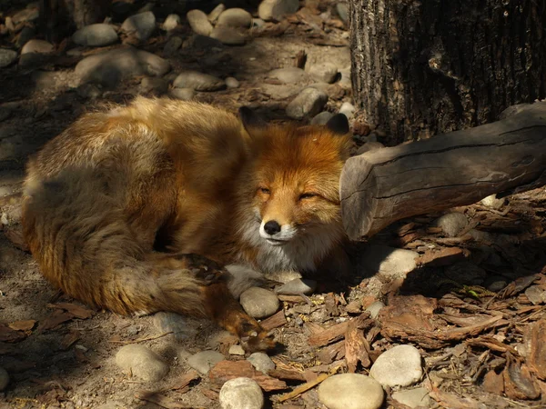 Der Rotfuchs genießt die Sonne — Stockfoto