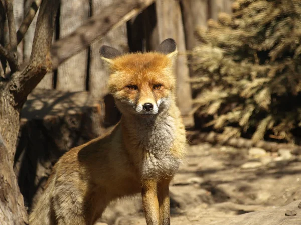 A raposa vermelha — Fotografia de Stock