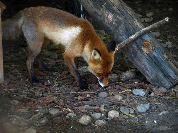 A raposa vermelha — Fotografia de Stock