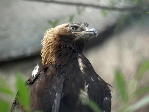 The steppe eagle (Aquila nipalensis) portrait — Stock Photo, Image