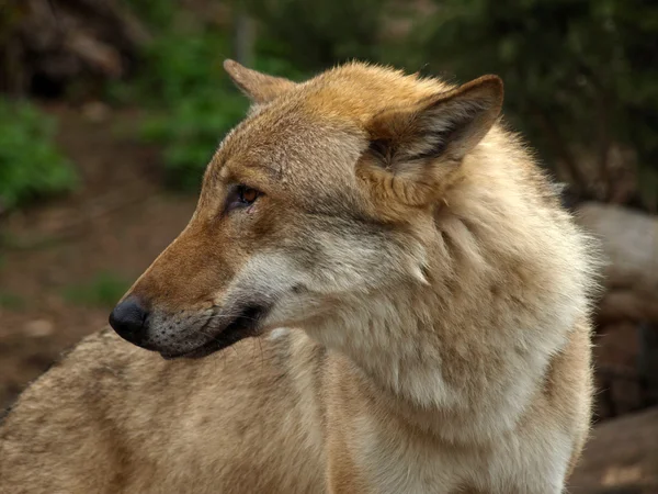 O lobo cinzento (canis lupus ) Fotografia De Stock