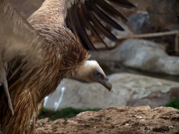 L'avvoltoio grifone (Gyps fulvus ) Immagine Stock