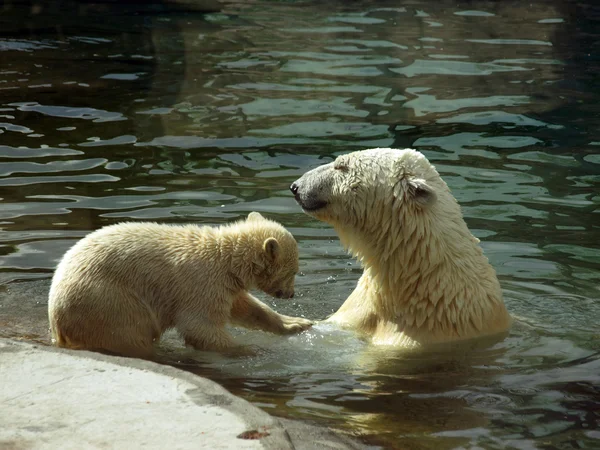 Orso polare madre (Ursus maritimus) e orso polare bambino che gioca in acqua Foto Stock