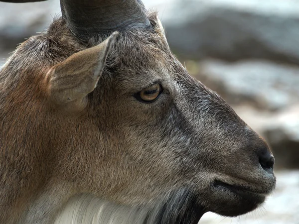 Samec markhor (Capra falconeri) — Stock fotografie