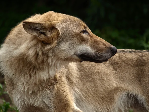 O lobo da Eurásia macho (Canis lupus lupus), também conhecido como lobo comum ou lobo da floresta da Rússia Média — Fotografia de Stock