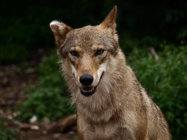 La hembra lobo eurasiático (Canis lupus lupus), también conocido como el lobo común o lobo del bosque ruso medio —  Fotos de Stock