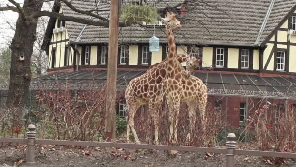 Giraffen in dierentuin — Stockvideo