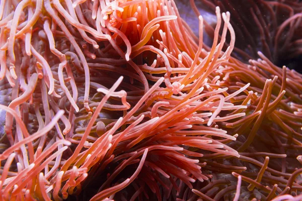 Red Bright Actinia — Stock Photo, Image