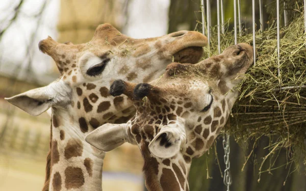 Two Cute Giraffes — Stock Photo, Image