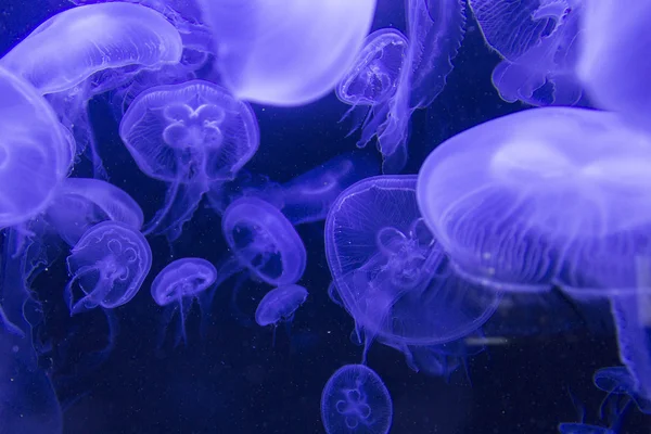 Медузы в аквариуме Лицензионные Стоковые Изображения