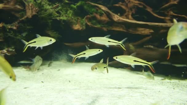 Peces en el acuario — Vídeos de Stock