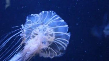 Koyu mavi denizanası