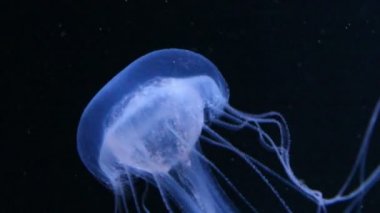 Koyu mavi denizanası