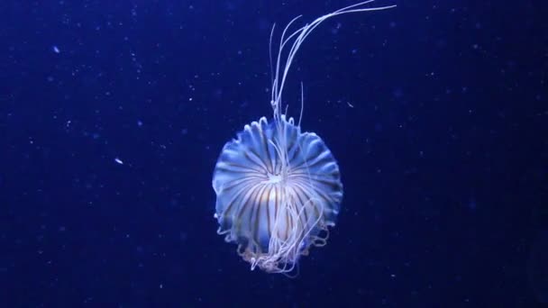 Темно-синяя медуза — стоковое видео