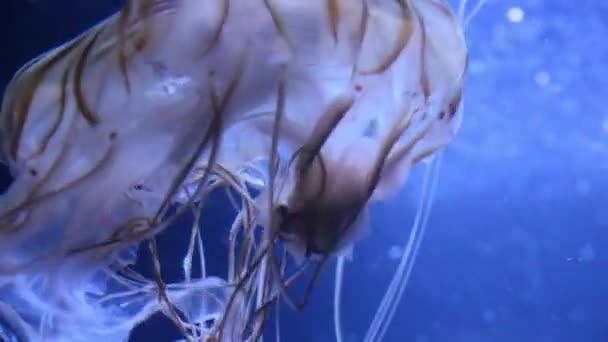 Dark Blue Jellyfish — Stock Video