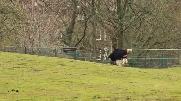 Два страуса на поле — стоковое видео