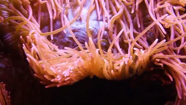 Actinia vermelha brilhante — Vídeo de Stock