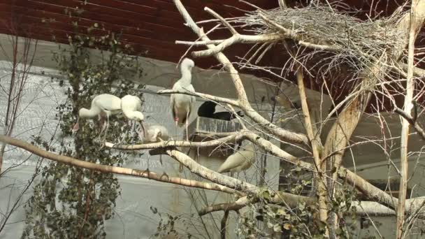 Muchas aves de la espátula blanca en el árbol — Vídeos de Stock