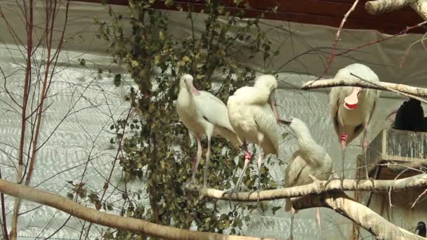 Många vita skedstork fåglar på träd — Stockvideo