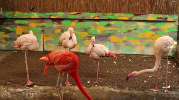 Kırmızı gül Flamingo — Stok video