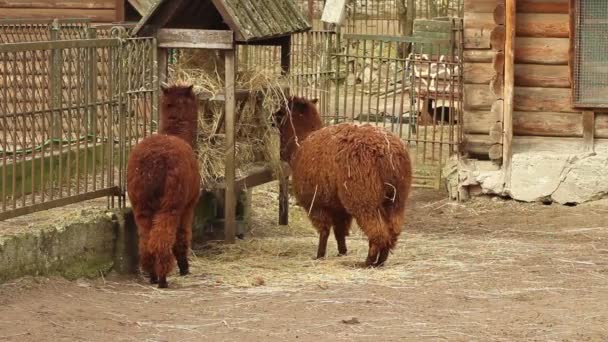 Dois Lamas peludos — Vídeo de Stock