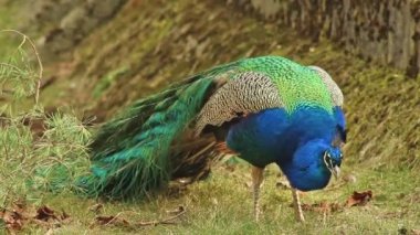 Yeşil mavi tavus kuşu