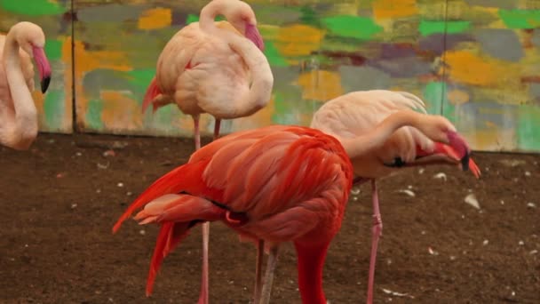 Röd ros Flamingo — Stockvideo
