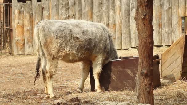 Большой серый скот — стоковое видео