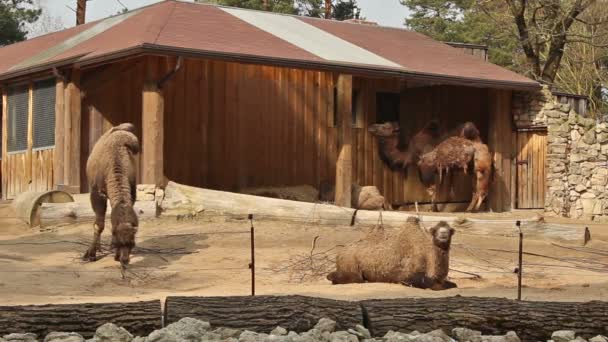 Tres grandes camellos marrones — Vídeos de Stock