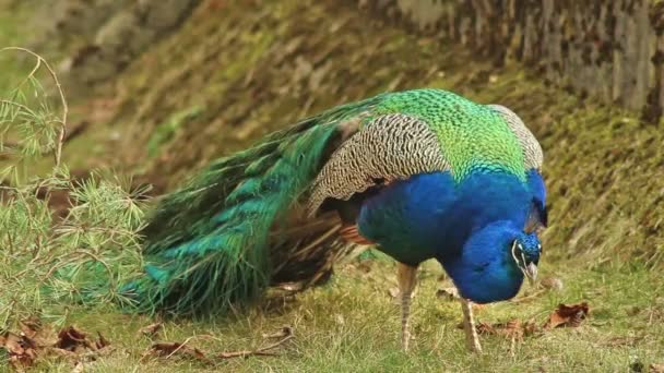 Green Blue Peacock — Stock Video