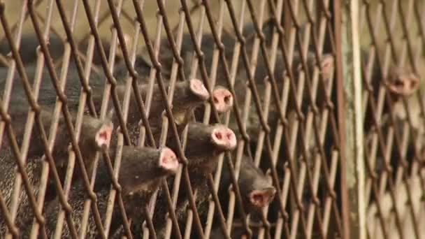 Mangueras de cerdo en valla — Vídeos de Stock