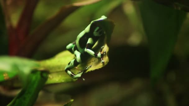 Zielony Amphibian Frog — Wideo stockowe