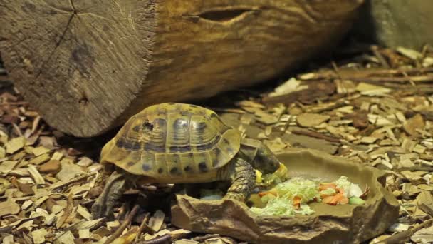 Skildpadde spiser mad – Stock-video